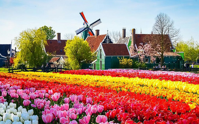 Vườn hoa là nơi tổ chức lễ hội hoa Tulip lớn nhất thế giới